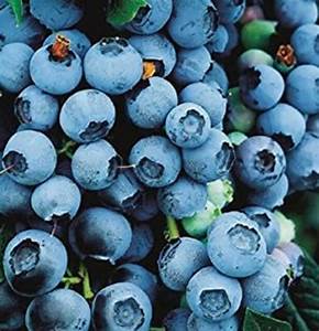 Seedleen 10 Blueberry fruit seeds