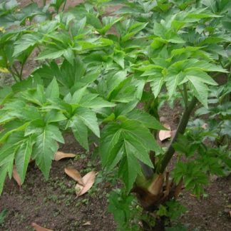 20 Ashitaba plant seeds - Seedleen