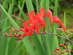Seedleen 10 Red lucifer crocosmia flower seeds
