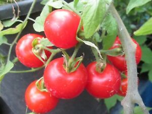 Seedleen 20 Tumbling tom tomato vegetable seeds