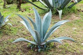 Seedleen 20pcs  Agave tequilana plant seeds