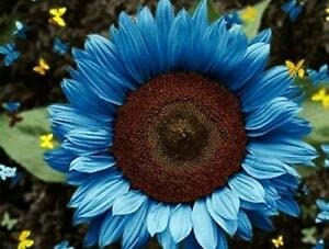 Seedleen Fresh 40Pcs Sunflower Flower Seeds for Planting Sky Blue 40